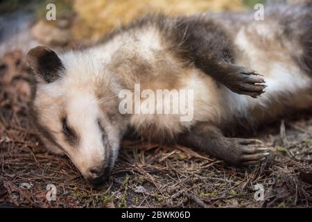 Didelphis virginiana farci Banque D'Images