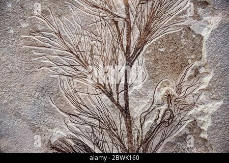 usine de mer fossile en pierre Banque D'Images