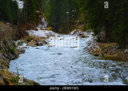 paysage avec un ruisseau de montagne d'eau blanche de l'eau de fonte dans la forêt Banque D'Images
