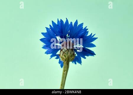Image isolée d'une fleur de maïs. Nom scientifique Cyanus segetum, photographié sur fond vert Banque D'Images