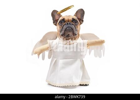 Chien de taureaux français habillé avec costume d'ange avec robe blanche, faux bras, ailes de féta et halo doré sur fond blanc Banque D'Images