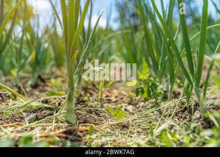 culture d'oignons biologiques dans une ferme sans pesticides Banque D'Images