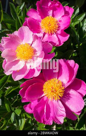 Paeonia officinalis, pivoine de jardin ou fleur de pivoine commune dans le jardin, gros plan, Allemagne, Europe occidentale Banque D'Images