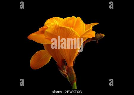 Freesia jaune sur fond noir - dépassant de la droite dans l'image - détail, prise de vue macro Banque D'Images