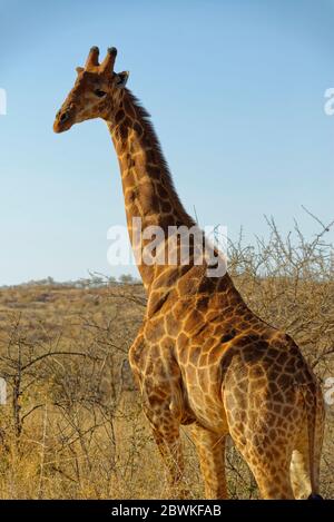 Une girafe regardant à gauche au photographe sur une réserve de gibier en Afrique du Sud, au soleil du début de la soirée de la saison sèche. Banque D'Images