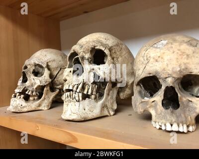 Kostolac, Serbie. 28 mai 2020. Crânes humains du grand cimetière de Viminacium, une ville de l'avant-poste romain du premier au cinquième siècle dans ce qui est maintenant l'est de la Serbie. Les restes humains sont examinés par des anthropologues au Musée Viminacium, puis enterrés à nouveau. Crédit : Boris Babic/dpa/Alay Live News Banque D'Images
