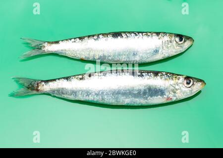 La sardine est un poisson qui se trouve facilement dans les pêcheurs, il est généralement pêché dans la mer Méditerranée et est commun dans le régime méditerranéen, sain Banque D'Images