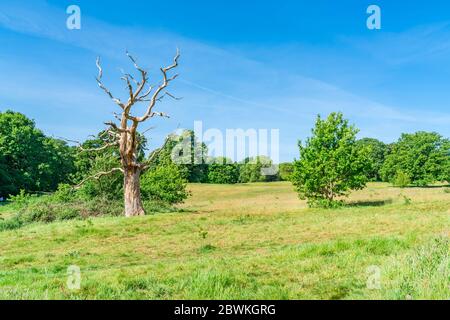 Un arbre mort sur la colline du Parlement à Hampstead Heath Park, Londres, Royaume-Uni Banque D'Images