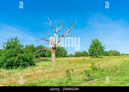 Un arbre mort sur la colline du Parlement à Hampstead Heath Park, Londres, Royaume-Uni Banque D'Images