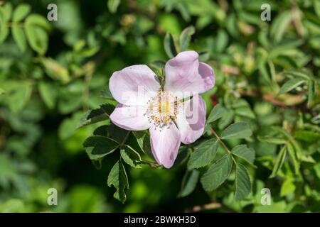 Gros plan de Rosa Canina. Une fleur rose, communément appelée rose de chien. Banque D'Images