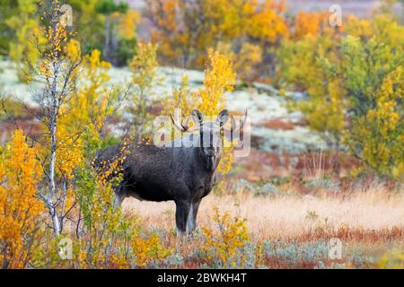 wapiti, orignal européen (Alces alces alces), wapiti de taureau en automne, Norvège Banque D'Images