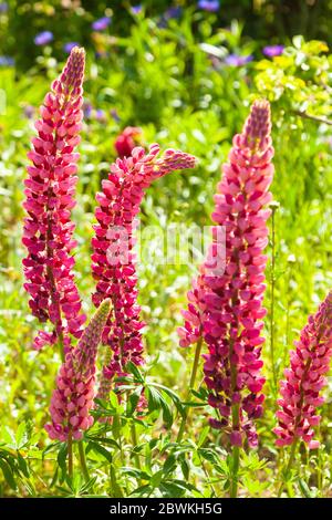 Image en gros plan de la floraison du début de l'été fleurs de lupin également connues sous le nom de Lupinus ou Lupin Banque D'Images