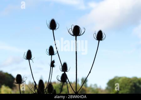 Dipsacus fullonum, connu sous le nom de plante sauvage de thé ou de cuiller de plus contre ciel bleu clair, Allemagne, Europe occidentale Banque D'Images