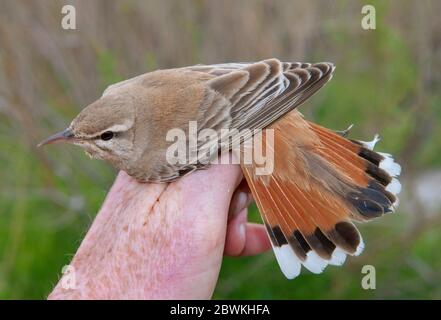 Robin à queue rufeuse (Agrobates galactotes familiaris, Cercotrichas galactotes familiaris, Erythropygia galactotes familiaris), adulte pris à la station de sonnerie près du lac Kyzylkol, montrant sa queue, Kazakhstan Banque D'Images
