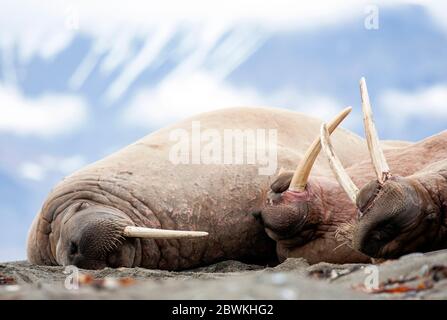 Morse (Odobenus rosmarus), mâles dormant sur la plage, Norvège, Svalbard Banque D'Images