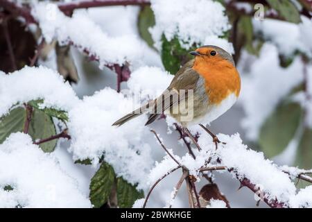 Robin européen (erithacus rubecula), dans une branche enneigée, en Allemagne Banque D'Images