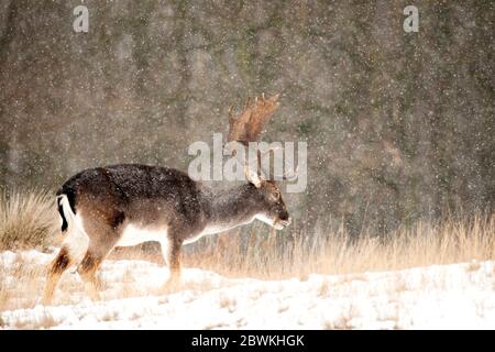 Cerf-de-Virginie (Dama dama, Cervus dama), hart fourrageant à la chute de neige, vue latérale, pays-Bas, Hollande-Méridionale, Amsterdam Waterleidingduinen Banque D'Images