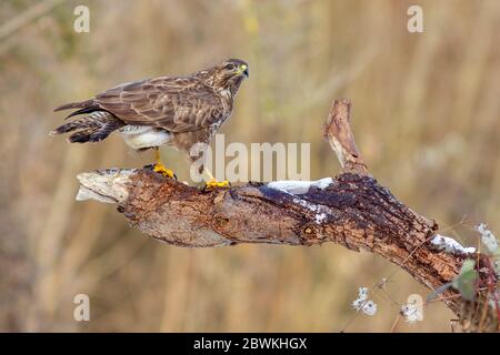 Buteo buteo (Buteo buteo), qui se trouve sur une branche morte, en Allemagne Banque D'Images