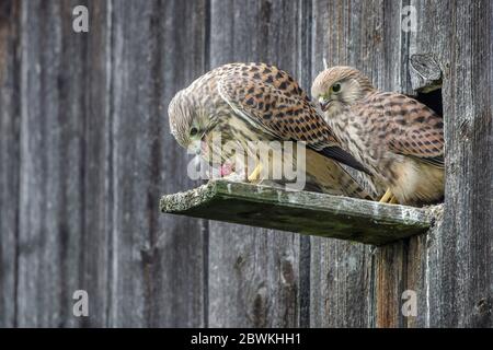 Kestrel européen, Kestrel eurasien, Kestrel ancien monde, Kestrel commun (Falco tinnunculus), fleurons au nid dans une échelle en bois, Allemagne Banque D'Images
