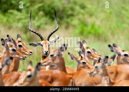 impala (Aepyceros melampus), homme debout dans le troupeau, Kenya, parc national de Masai Mara Banque D'Images