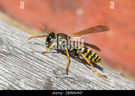 Guêpe de papier (Polistes gallica, Polistes dominula), assise en bois, vue latérale, Allemagne Banque D'Images