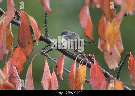 Paruline orphée (Sylvia hortensis), Paruline occidentale de premier hiver dans le jardin urbain de Middelburg, première record pour les pays-Bas, les pays-Bas, la Zélande, Middelburg Banque D'Images