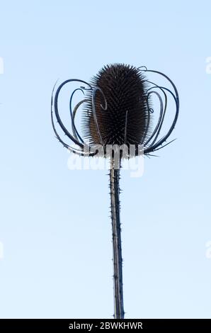 Dipsacus fullonum, connu sous le nom de plante sauvage de thé ou de cuiller de plus contre ciel bleu clair, Allemagne, Europe occidentale Banque D'Images