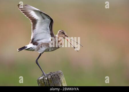 Godwit à queue noire (Limosa limosa), ailes en écalage, avec bec ouvert sur un poteau en bois, pays-Bas, Hoogland Banque D'Images