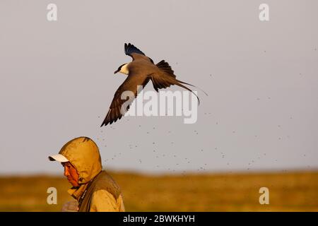 skua à queue longue (Stercorarius longicaudus), attaquant une personne, Russie, delta de l'Indigirka Banque D'Images