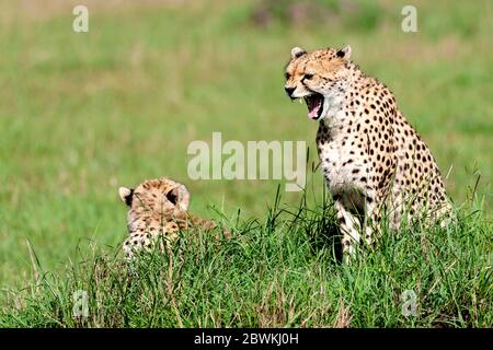 Le Guépard (Acinonyx jubatus), bâillements, Kenya, Masai Mara National Park Banque D'Images