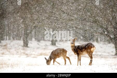 Cerf de virginie (Capranolus capranolus), qui se fauve dans la neige, pays-Bas Banque D'Images