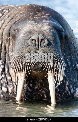 Morse (Odobenus rosmarus), portrait dans l'eau, vue latérale, Norvège, Svalbard, Spitsbergen Banque D'Images