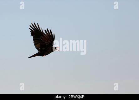 Gough à bec rouge (Pyrrhocorax pyrrhocorax erythroramphos), appel en vol, vue latérale, Portugal Banque D'Images