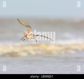 Godwit à queue de bar (Limosa lapponica), en vol au-dessus de la mer du Nord, pays-Bas, Terschelling Banque D'Images