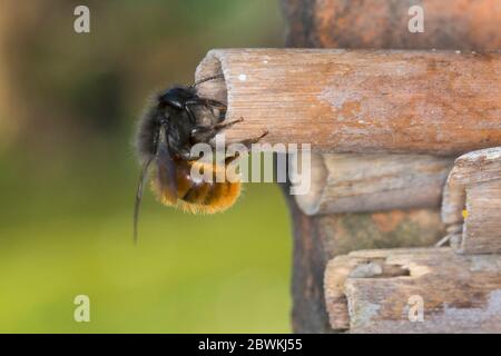 Abeille européenne Orchard, abeille au charme (Osmia cornuta), femelle à l'aide à la nidification, Allemagne Banque D'Images