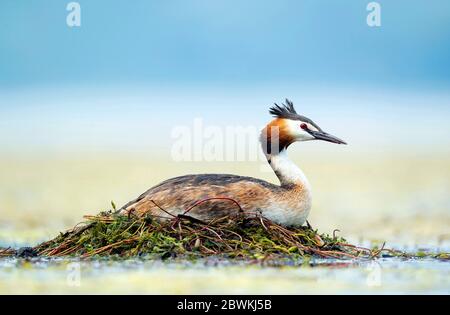 Grand grebe à crête (Podiceps cristatus), assis au sommet de son nid, Italie, Piémont Banque D'Images