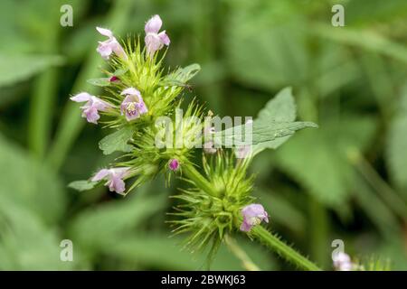 L'ortie, chanvre commun tige fragile-ortie royale (Galeopsis tetrahit), blooming, Allemagne Banque D'Images