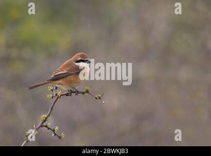 La crevette brune (Lanius cristatus), la petite crevette brune adulte sur une petite brousse pendant la migration printanière en Chine, en Chine Banque D'Images