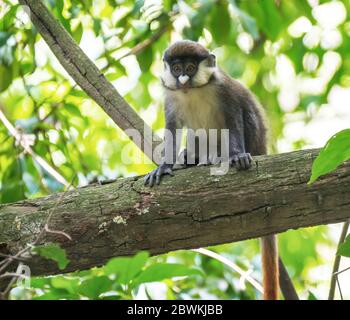 Singe à nez blanc à chetée noire, guenon de Schmidt, singe à queue rouge (Cercopithecus ascanius), perché dans un arbre dans un bois africain, pays-Bas, Drenthe Banque D'Images