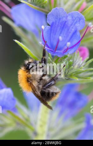Abeille carder, abeille carder commune (Bombus pascuorum, Bombus aglorum, Megabombus pascuorum), femelle, attirance florale au bugloss, Allemagne Banque D'Images