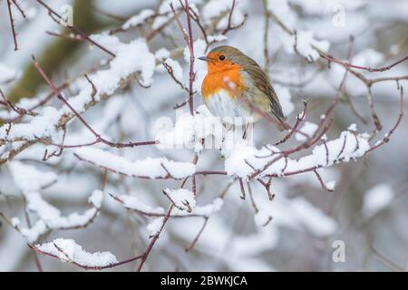 Robin européen (erithacus rubecula), dans une branche enneigée, en Allemagne Banque D'Images