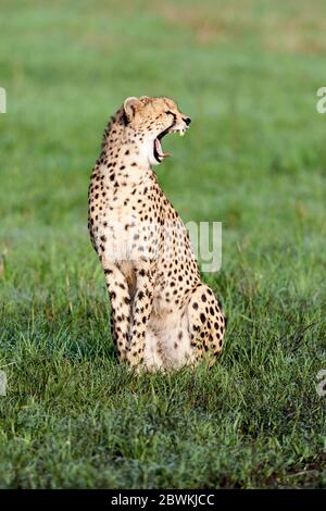 cheetah (Acinonyx jubatus), assis dans l'herbe et bâillonne, Kenya, parc national de Masai Mara Banque D'Images