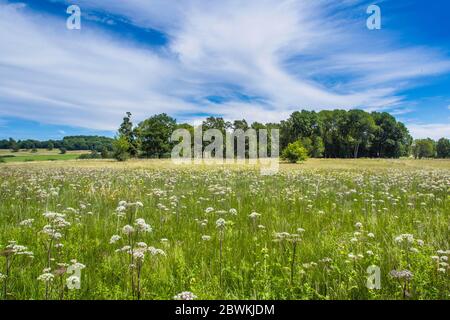 Schopfloch tourbe moor, Allemagne, Bade-Wurtemberg, Alb souabe Banque D'Images