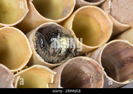 Abeille européenne Orchard, abeille au charme (Osmia cornuta), femelle à l'aide à la nidification, Allemagne Banque D'Images