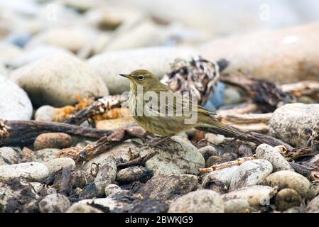 Pitpit de roche (Anthus petrosus, Anthus petrosus petrosus), repose sur la plage de galets, Royaume-Uni, Écosse, îles Shetland, Fair Isle Banque D'Images