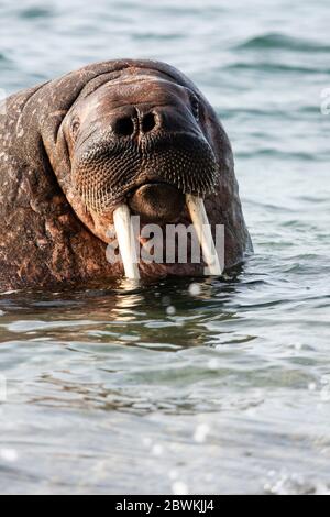 Morse (Odobenus rosmarus), portrait dans l'eau, vue latérale, Norvège, Svalbard, Spitsbergen Banque D'Images