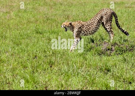 Le Guépard (Acinonyx jubatus), bâillements, Kenya, Masai Mara National Park Banque D'Images