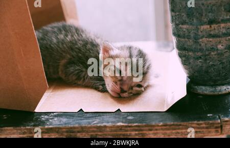 Joli chaton nouveau-né dans une boîte cadeau en papier, gros plan chat bébé avec plumes grises si jolie Banque D'Images
