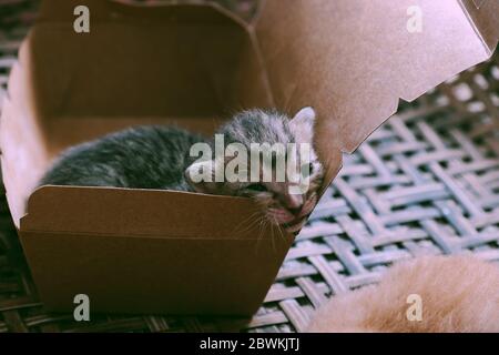 Joli chaton nouveau-né dans une boîte cadeau en papier, gros plan chat bébé avec plumes grises si jolie Banque D'Images