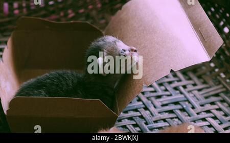 Joli chaton nouveau-né dans une boîte cadeau en papier, gros plan chat bébé avec plumes grises si jolie Banque D'Images